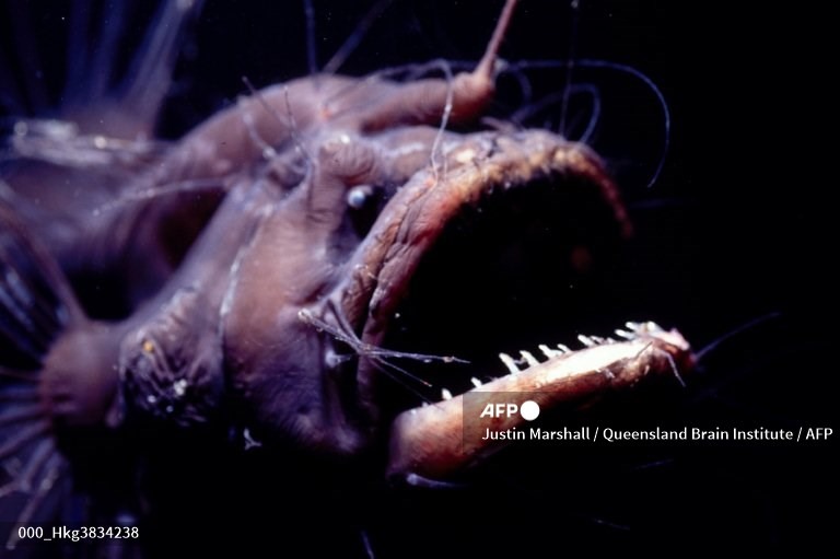 Hình ảnh một con cá đèn lồng. Ảnh: AFP