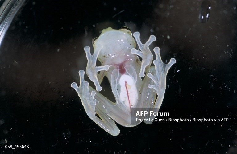 Hình ảnh một con ếch thủy tinh. Ảnh: AFP