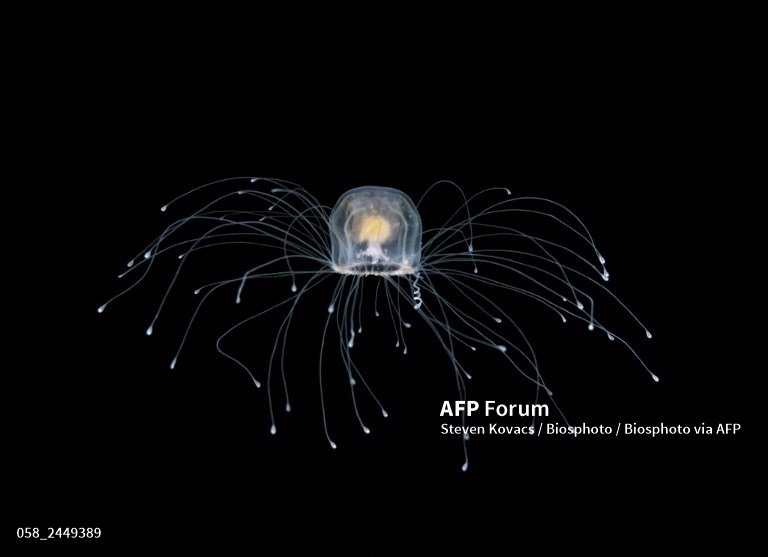 Hình ảnh một con sứa bất tử. Ảnh: AFP