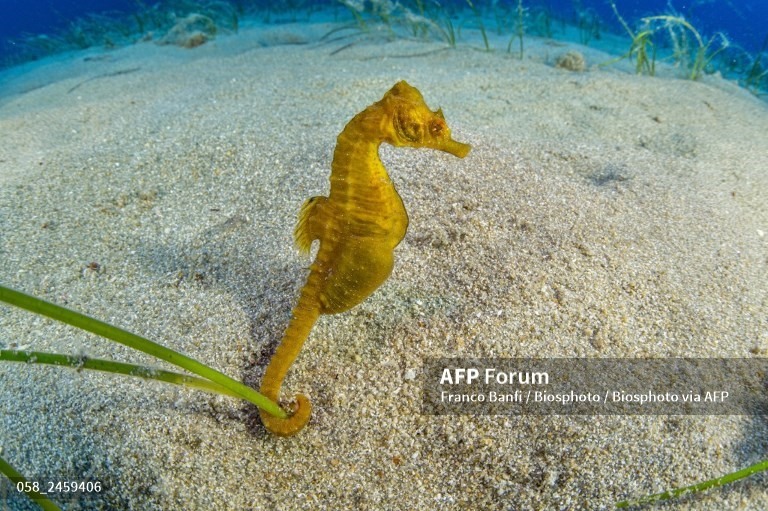 Hình ảnh một con cá ngựa. Ảnh: AFP
