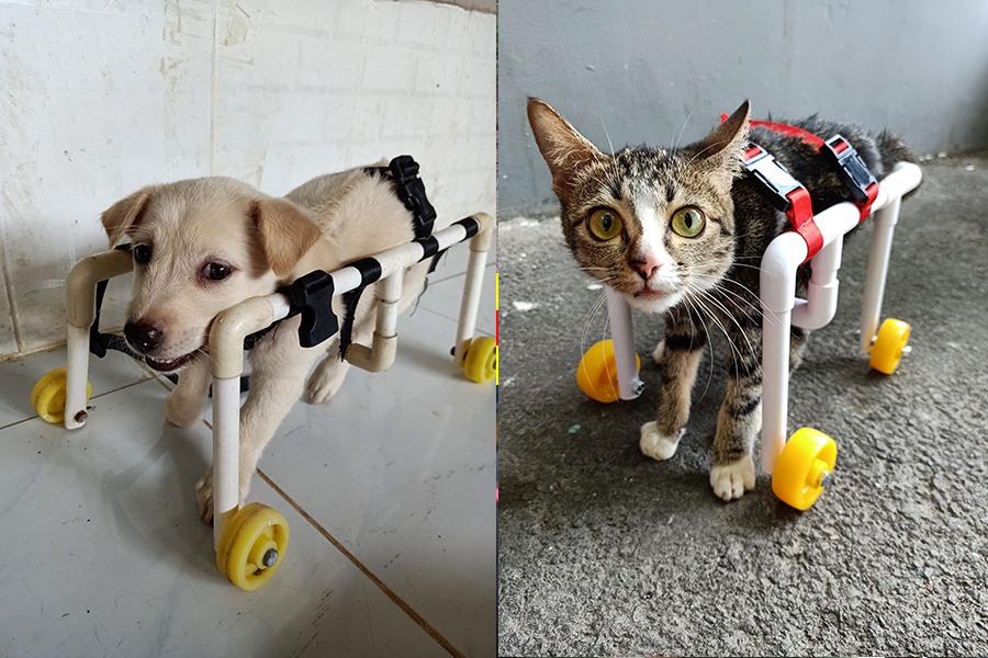 Chiếc xe lăn dành cho chó, mèo do chị Ngọc thiết kế. Ảnh: NVCC