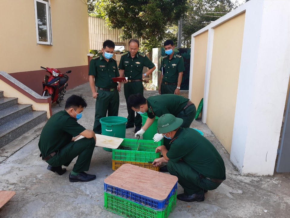 Lực lượng Bộ đội Biên phòng tỉnh An Giang bắt giữ vụ buôn lậu cá sấu. Ảnh: CK