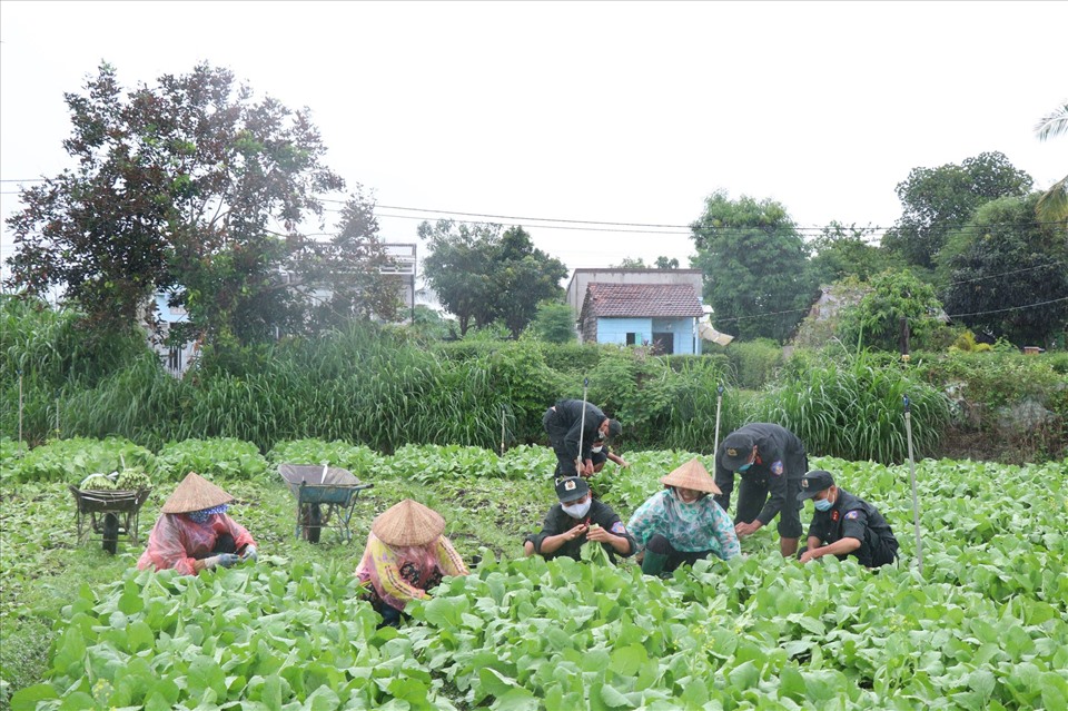 Các chiến sĩ công an cùng nhân dân phường Khánh Xuân, TP.Buôn Ma Thuột (tỉnh Đắk Lắk) hối hả cắt rau gửi về TP.HCM, Bình Dương. Ảnh: B.T