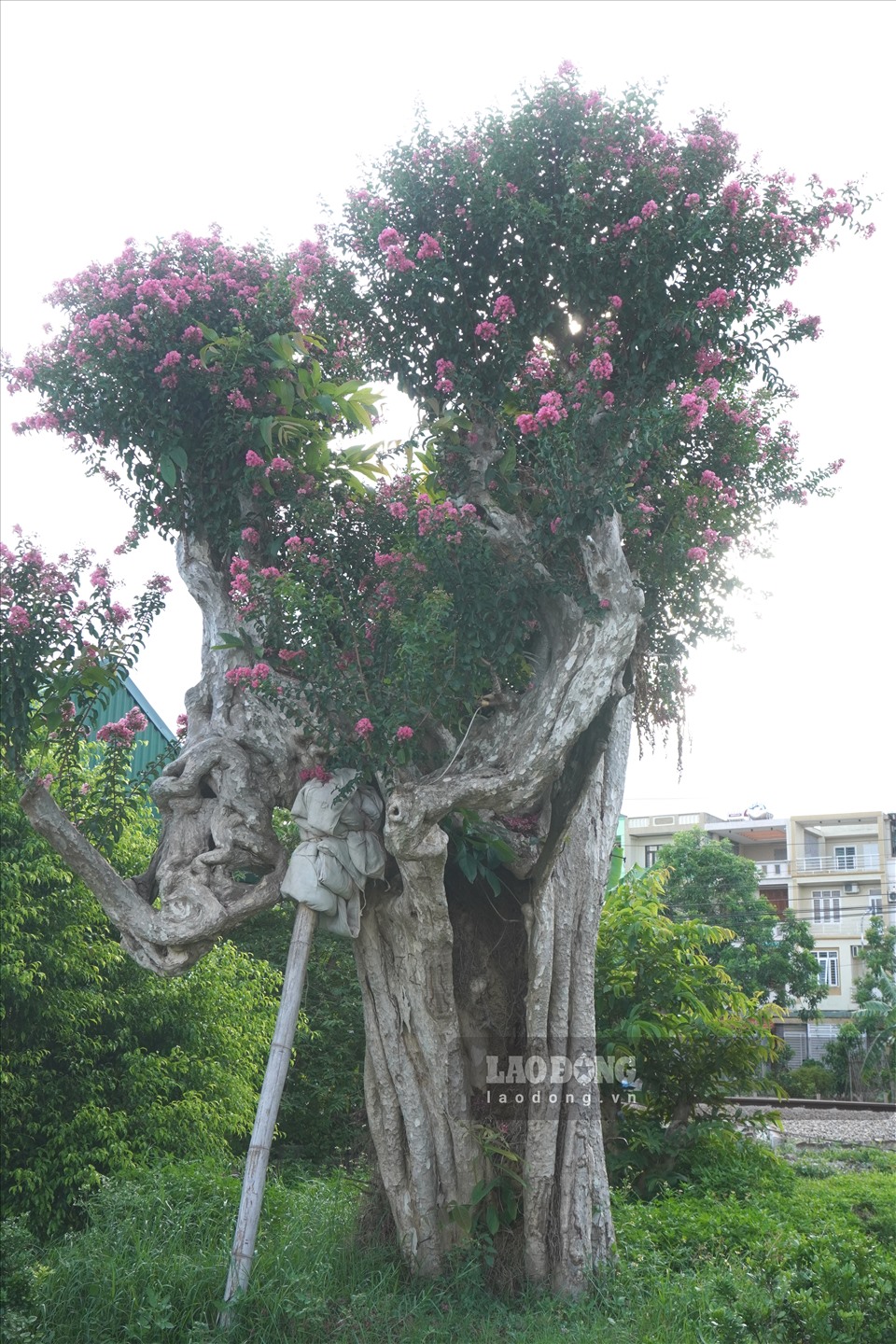 Thậm chí những gốc hoa có đường kính lên đến cả mét, toát lên vẻ cổ kính.