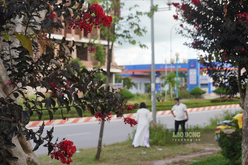 Chị Nguyễn Thị Kim Chi (trú tại phường Phú Sơn, TP. Thanh Hóa) cho biết, thường ngày đi làm qua tuyến đường này, chị rất thích thú với rừng hoa bung nở. Do đó, tranh thủ lúc rảnh rỗi, chị cùng nhóm bạn đã đến đậy check in.