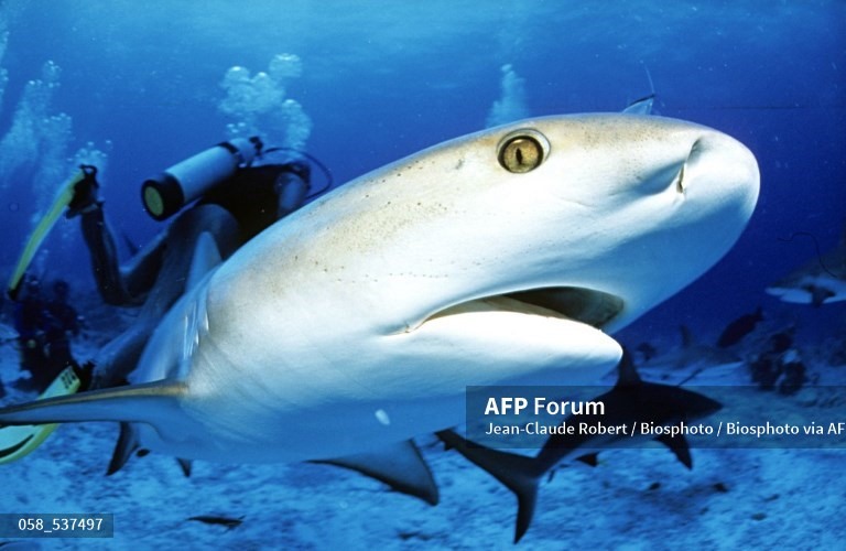 Hình ảnh một con cá mập cát. Ảnh: AFP