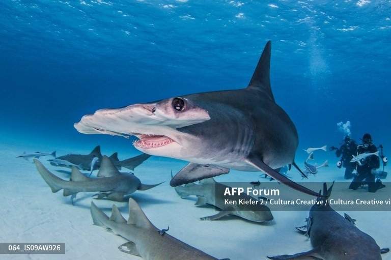 Một con cá mập đầu búa lớn đang bơi giữa một đàn cá mập y tá. Ảnh: AFP