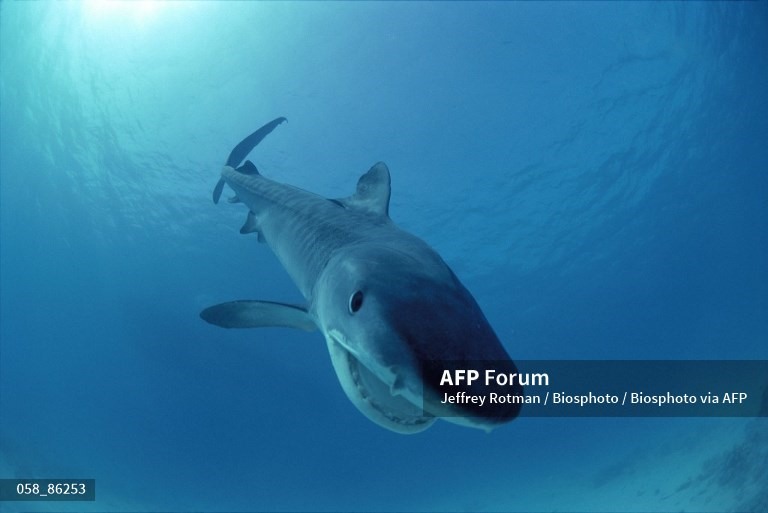 Hình ảnh một con cá mập hổ. Ảnh: AFP