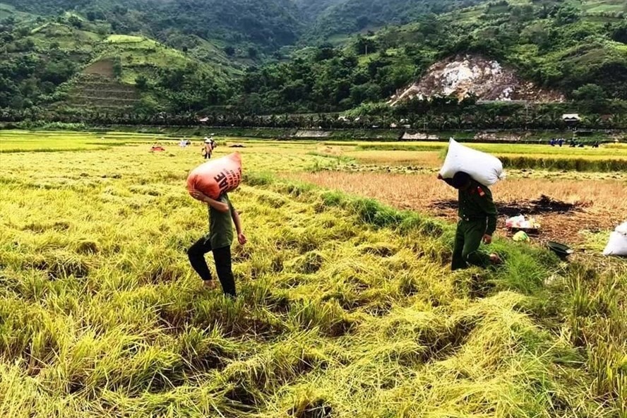 Giá gạo xuất khẩu bất ngờ giảm mạnh, giá lúa tươi trong nước cũng giảm so với giá đặt cọc trước đó. Ảnh: Tuấn Hường