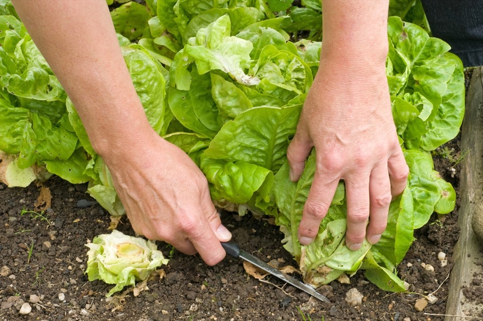 4 bước trồng rau xà lách xanh tươi hiệu quả tại nhà