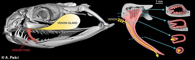 Hộp sọ của một con rắn taipan và các mặt cắt của răng nanh bên trái của nó cho thấy mối quan hệ giữa rãnh nọc độc và sự phát triển ở chân răng.