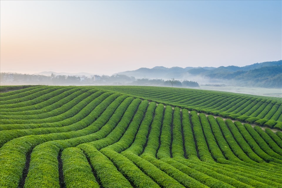 Theo đại diện TH, khi tuyển chọn nguyên liệu, yêu cầu “tự nhiên” là quan trọng nhất để tạo nên những chai “trà thật” mang thương hiệu TH true TEA.