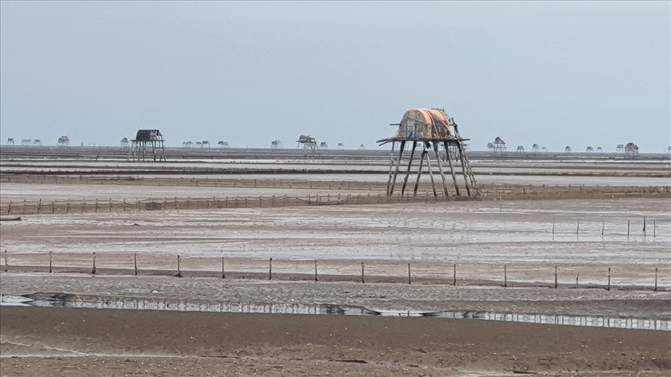 Những bãi triều nuôi ngao ở xã Nam Thịnh (huyện Tiền Hải) trơ bùn đất khi thủy triều xuống đang rất cần bổ sung nguồn cát mặn để đảo bãi. Ảnh: T.D
