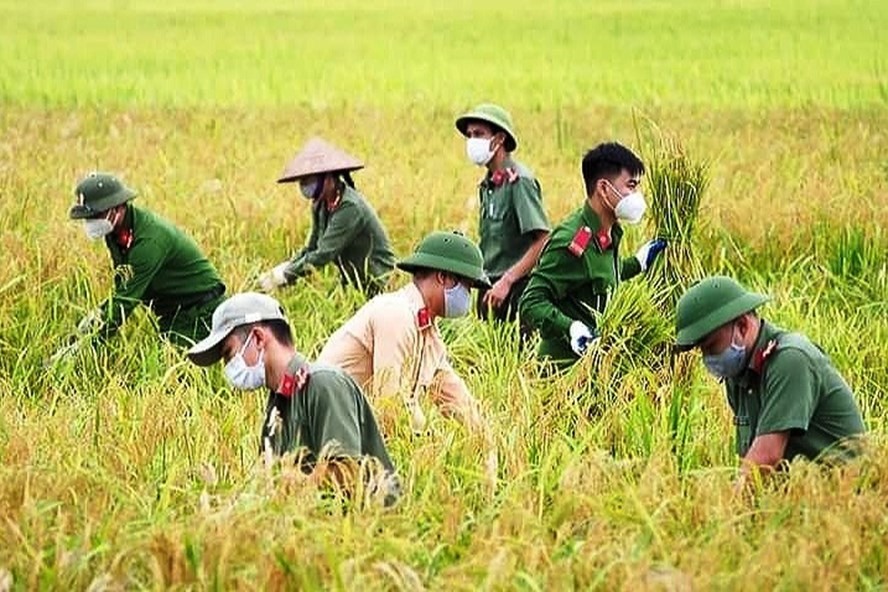 Kỳ vọng xuất khẩu gạo tăng trở lại trong những tháng cuối năm. Ảnh minh họa: Nguyễn Anh Tuấn