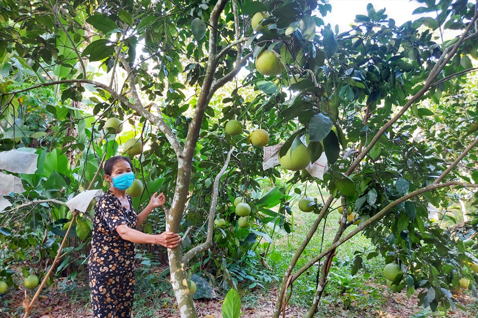 Dự án kè chống sạt lở sẽ phá bỏ nhiều cây ăn quả rất kinh tế của người dân nên họ rất xót xa. Ảnh: Trần Tuấn.