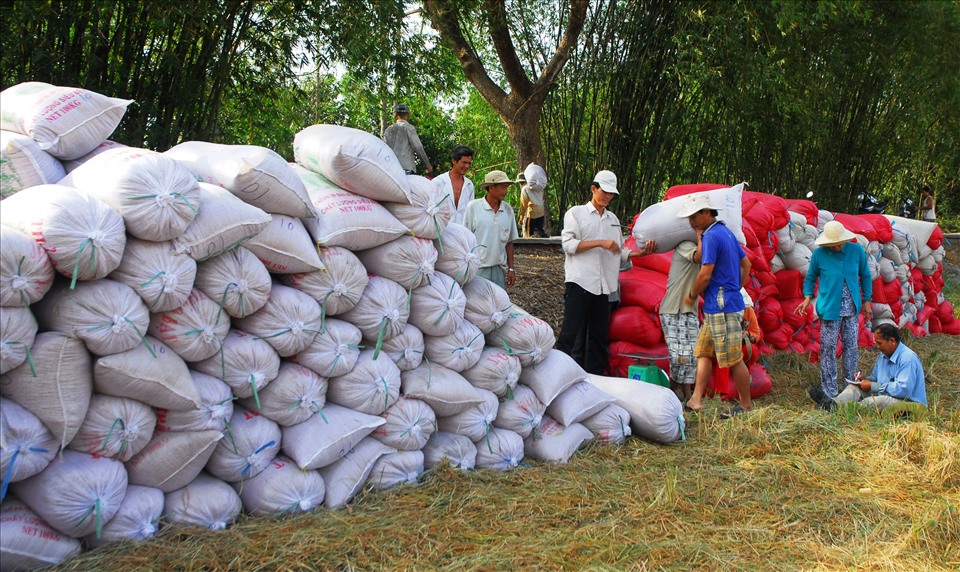 Do ảnh hưởng của dịch COVID-19, hoạt động thu mua lúa gần như đang bị “tê liệt“. Ảnh: Thu mua lúa gạo ở ĐBSCL trong vụ hè thu 2020.