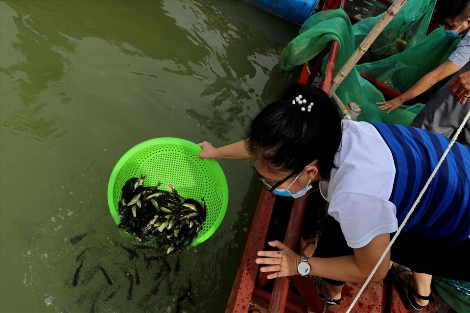 Cá giống được thả nhằm khuyến khích việc nuôi cá lồng trên Hồ Hòa Bình. Ảnh: Thanh Hải.