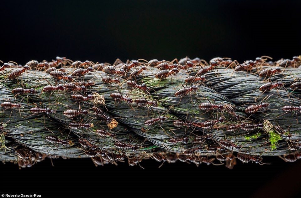 Hàng nghìn con mối lính di cư dọc theo một đoạn dây dài bị bỏ hoang trong một khu rừng ở Malaysia. Bức ảnh giành chiến thắng trong hạng mục 'sinh thái quần thể'