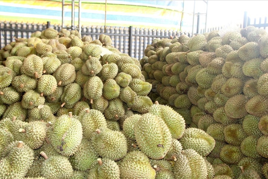 Theo Sở Nông nghiệp và Phát triển nông thôn tỉnh Đắk Lắk sầu riêng đã có giá trên 40 ngàn đồng/kg và đang tăng từng ngày. Ảnh: Bảo Lâm