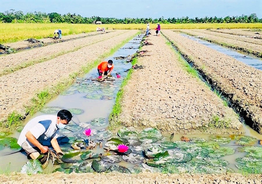 Người dân huyện Kế Sách ra đồng từ sáng sớm thu hoạch rau củ gửi đến vùng dịch. Ảnh: Anh Khoa