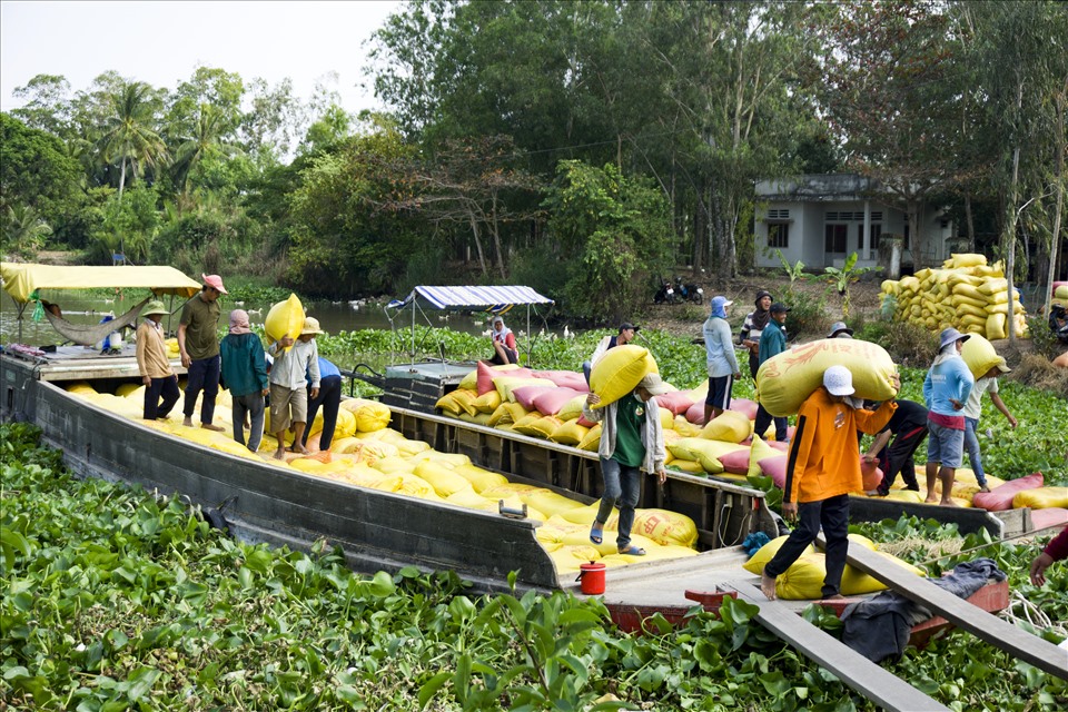 Đây là hình ảnh rộn rã thu hoạch lúa hè thu năm 2020 tại huyện Trần Đề, tỉnh Sóc Trăng, với những kẻ bán người mua, ghe xuồng tấp nập, neo đậu chật kín những dòng kênh.