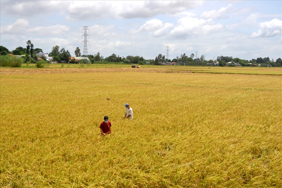 Cánh đồng lúa ở An Giang đang vào thời điểm thu hoạch. Ảnh: LT