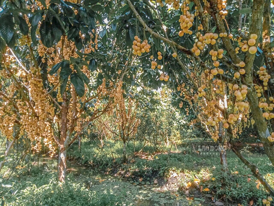 Dâu hạ châu là loại trái cây đặc sản của huyện Phong Điền, TP Cần Thơ. Hiện tại, hơn 9.000 tấn dâu đã bước vào mùa thu hoạch. Tuy nhiên, hàng nghìn tấn dâu này vẫn nằm yên chờ thu hoạch vì không có thương lái đến thu mua.