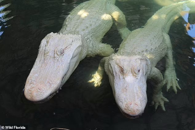 Cá sấu bố mẹ Snowflake và Blizzard. Ảnh: Wild Florida.