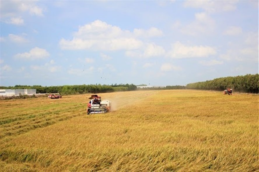 Bộ NNPTNT, Công Thương đang phối hợp với địa phương hỗ trợ nông dân thu hoạch và tiêu thụ lúa gạo. Ảnh minh họa: TL