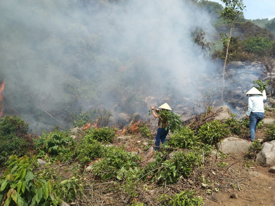 Người dân được điều động tham gia chữa cháy vụ cháy rừng do ông Ninh đốt thực bì làm lửa lan sang rừng phòng hộ. Ảnh: TT.