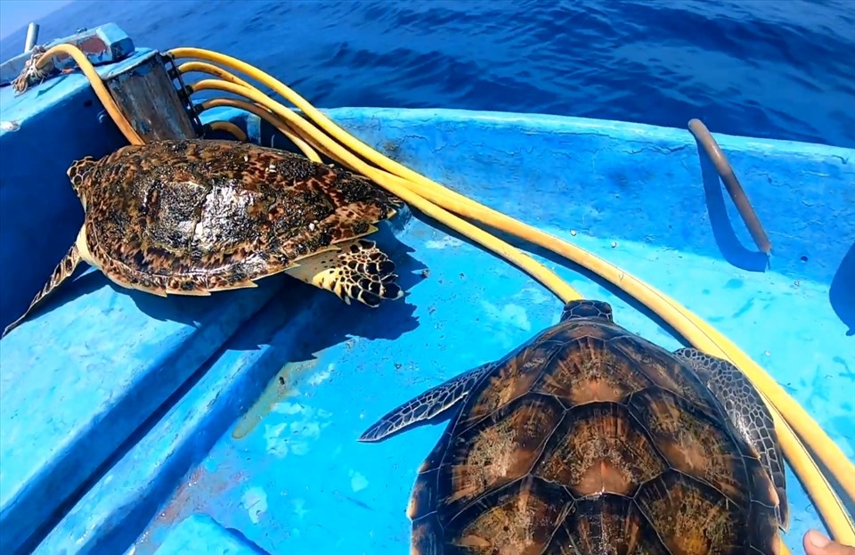 Hai cá thể rùa sau khi được gỡ ra khỏi lưới. Ảnh: Thanh Tầm