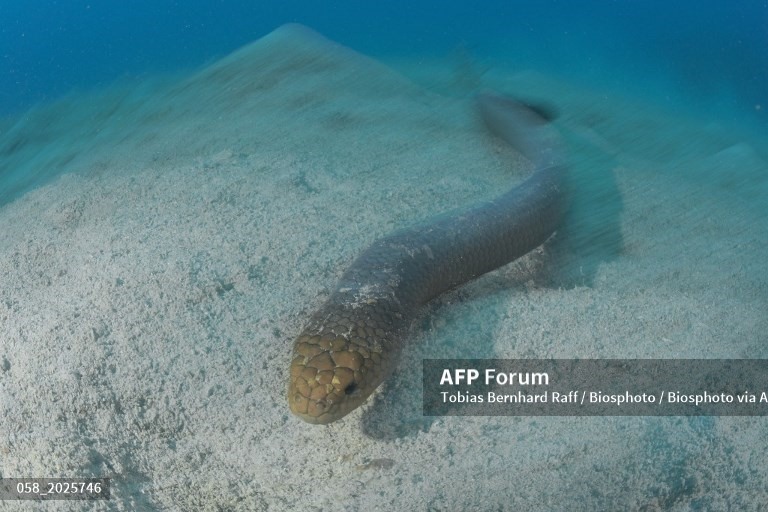 Một con rắn biển olive. Ảnh: AFP