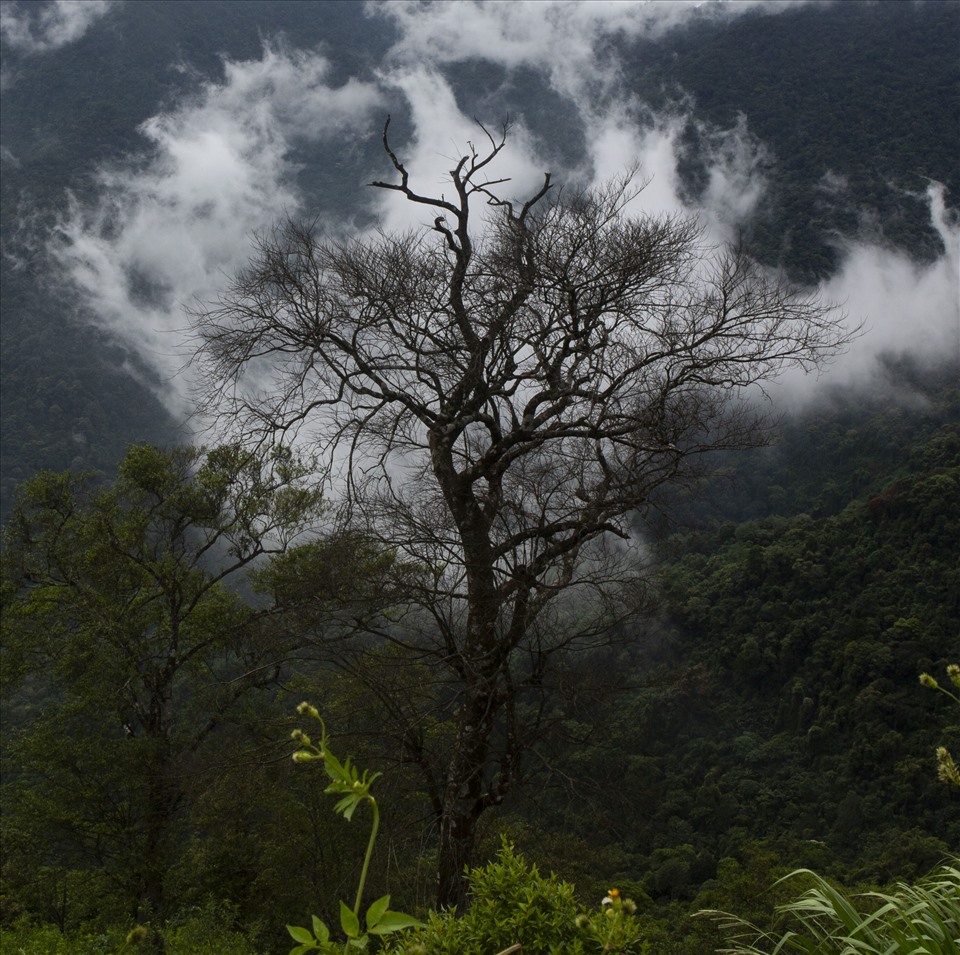 “Cây bông gòn“.