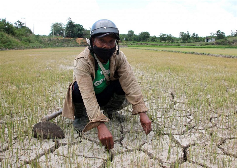 Nhiều diện tích lúa của người dân đang thiếu nước tưới nghiêm trọng, người nông dân phải gánh nhiều tổ thất. Ảnh: Phan Tuấn