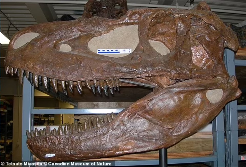 Mẫu vật của loài đầu tiên được phát hiện vào năm 1921 gần sông Red Deer ở Alberta. Ảnh: Canadian Museum of Nature