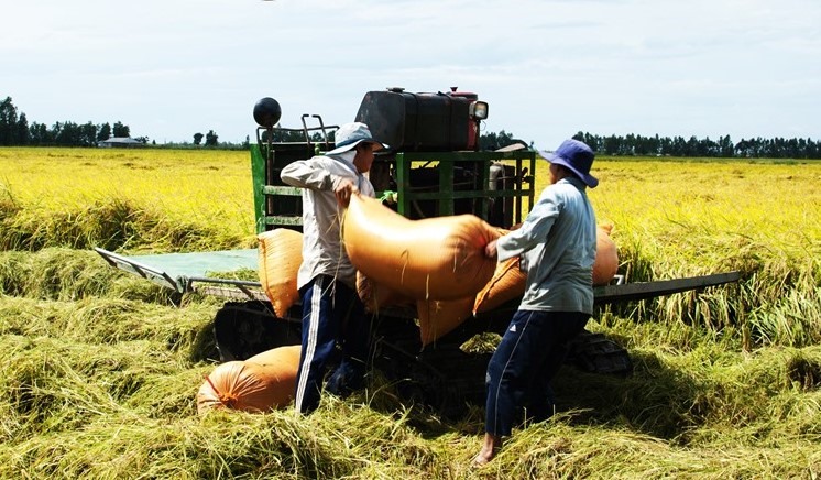 Những ngày qua, nhờ vào các chính sách đẩy mạnh thu mua, giá lúa tươi tại ĐBSCL đã tăng 100 đồng/kg, nếp cũng tăng 100 đồng/kg. Riêng đối với các giống lúa như OM5451 tăng 200-300 đồng/kg. Bên cạnh đó, tình hình tiêu thụ lúa gạo có khá hơn do việc tích cực tháo gỡ của địa phương và doanh nghiệp.