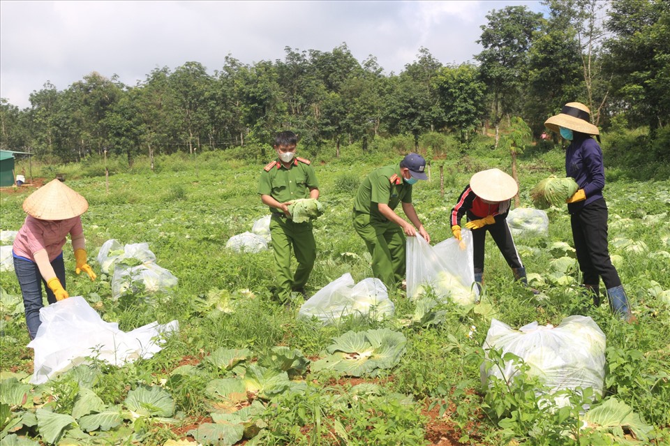Cán bộ, người xân xã Quảng Trực thu hoạch nông sản hỗ trợ người dân thành phố Hồ Chí Minh. Ảnh: Hồng Thắm