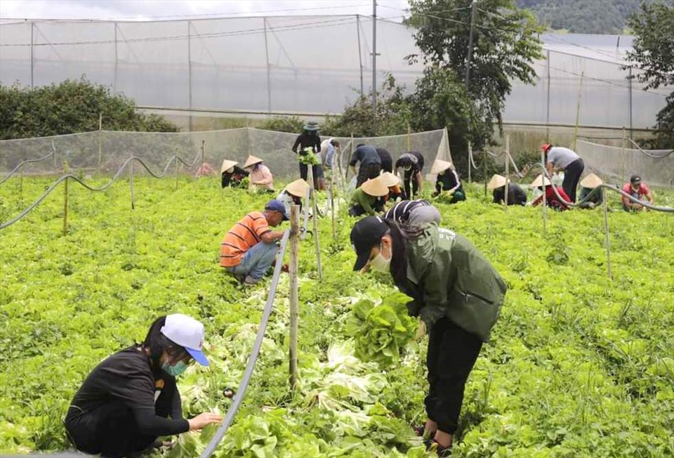 Từ ngày 22.8 đến 15.9 tỉnh Lâm Đồng sẽ hỗ trợ cung ứng cho thành phố Hồ Chí Minh 5.000 tấn rau củ quả mỗi ngày. Ảnh:KL