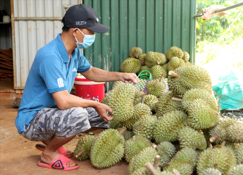 Các ngành chức năng tỉnh Đắk Lắk đang tìm cách mở nhiều đường tiêu thụ cho trái sầu riêng. Ảnh: Phan Tuấn