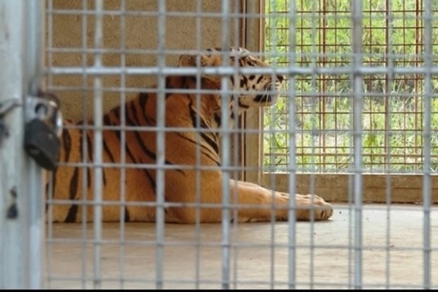 Một trong 9 cá thể hổ trong vụ án nuôi nhốt hổ trái phép ở xã Đô Thành (huyện Yên Thành) đang được nuôi tại Khu sinh thái Mường Thanh Diễn Lâm. Ảnh: ND
