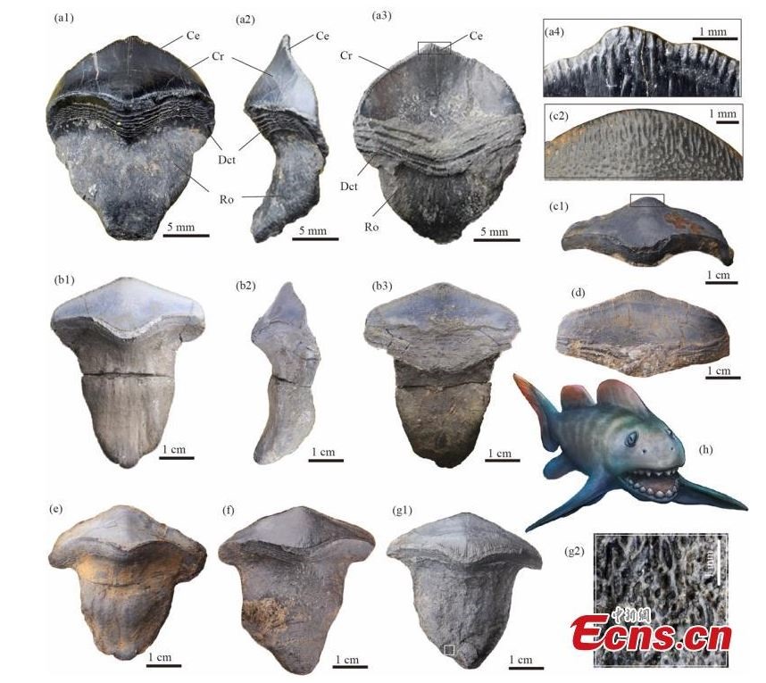 Hóa thạch răng cá mập Petalodus. Ảnh: Viện Cổ sinh vật học động vật có xương sống và Cổ nhân loại học/ECNS