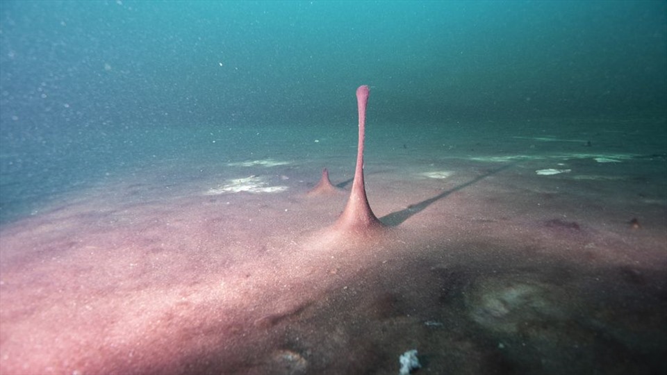 Thảm vi sinh vật màu tím trong hố sụt ở hồ Huron. Ảnh: NOAA