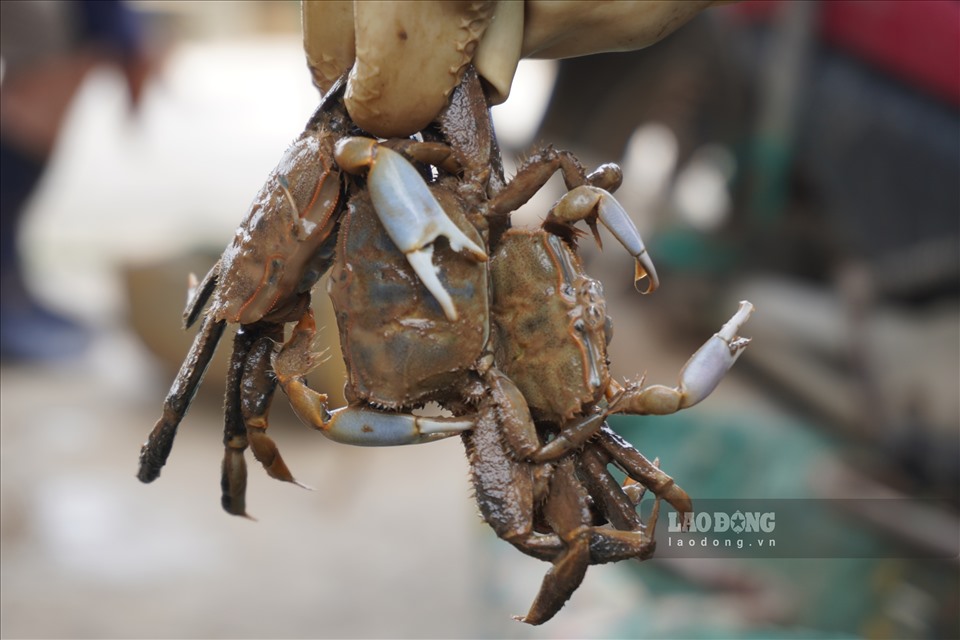 Được biết, con khều (là một loài cua biển) được người dân dùng để nấu canh hoặc làm bún riêu cua tại các quán ăn.