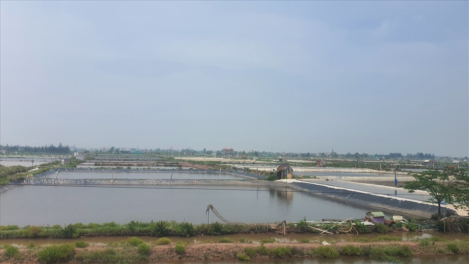Hàng trăm hecta ươm ngao giống phía trong đê biển ở xã Nam Cường (huyện Tiền Hải, Thái Bình) cũng đang thiếu cát trầm trọng. Ảnh: T.D