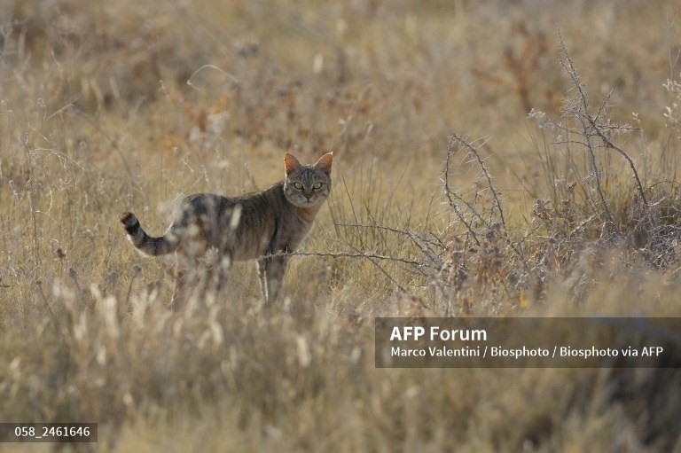 Mèo rừng Châu Phi. Ảnh: AFP