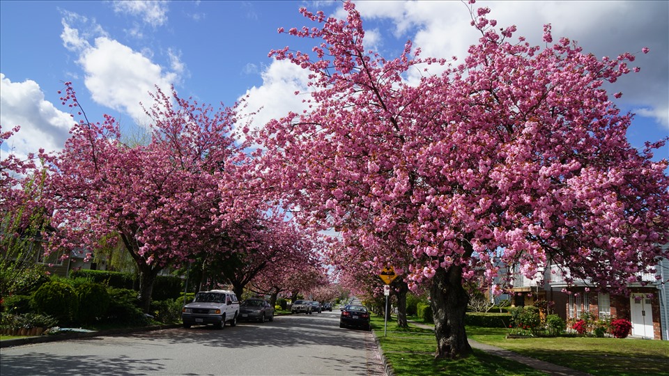 Hoa anh đào ở các đường phố Vancouver.