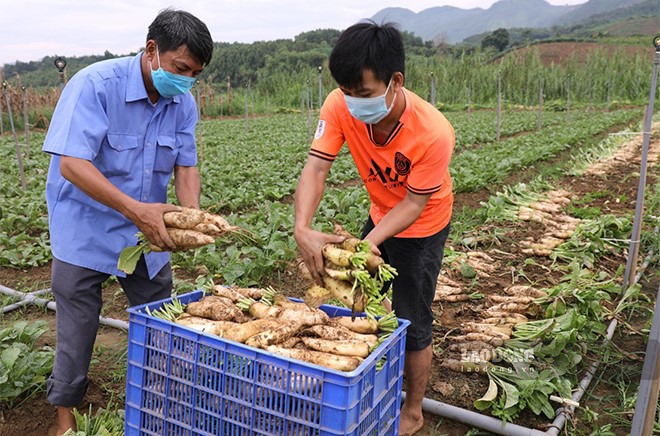 Trước khi trồng củ cải, người dân xã Lâm Giang thường bỏ phí những diện tích soi bãi ven sông Hồng vào mùa hè vì lo ngập lụt vì lũ.