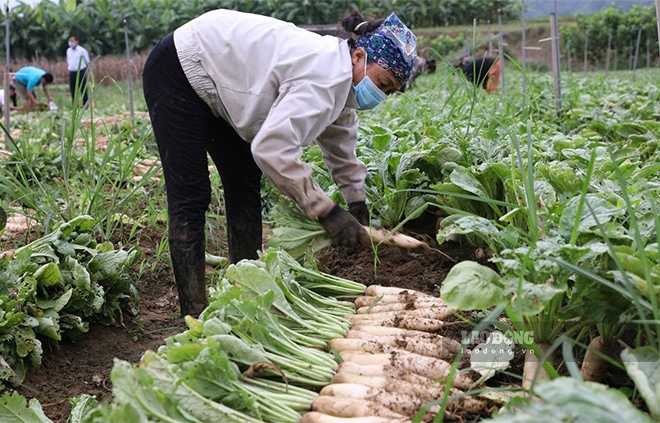 Đây là vụ thứ 2 sau trồng thử nghiệm song củ cải ở Lâm Giang cho năng suất cao.