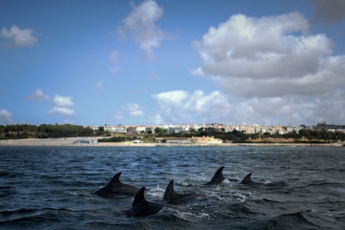 Đàn cá heo bơi ở sông Tagus, thủ đô Lisbon, Bồ Đào Nha. Ảnh: AFP