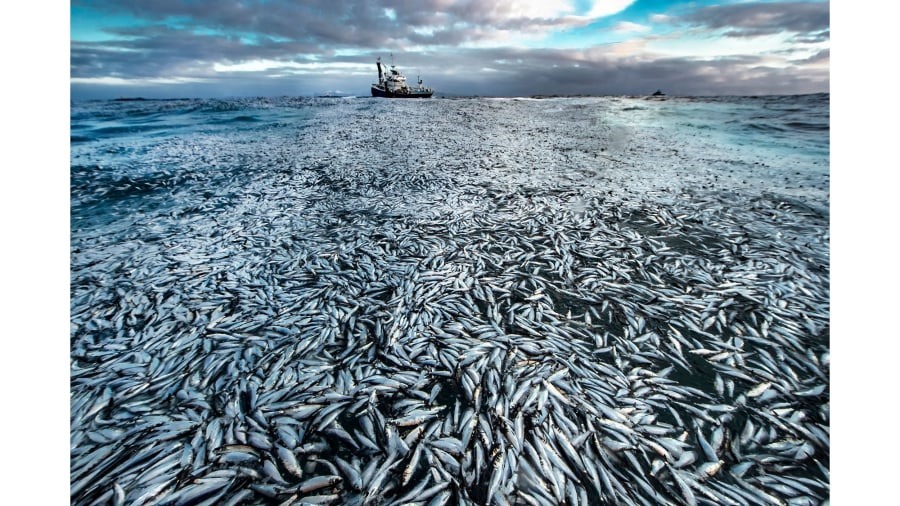 Hình ảnh cá chết hàng loạt do nhiếp ảnh gia Na Uy Audun Rikardsen ghi lại. Ảnh: Wildlife Photographer of the Year 2021